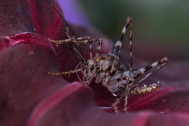 Grasshopper inside a flower