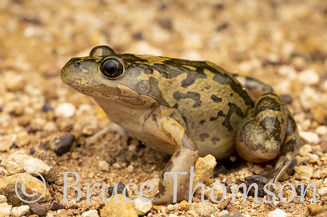 Fletcher's Frog (Limnodynastes fletcheri)