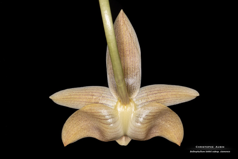Bulbophyllum lobbii subsp. siamense  53460985712_e70cc66cbb_c