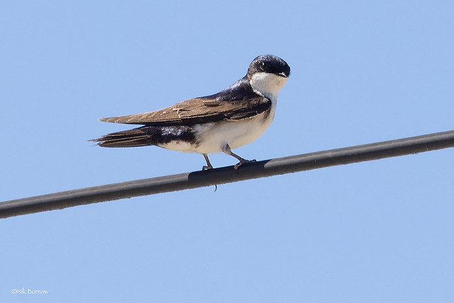 Blue-and-white Swallow Pygochelidon cyanoleuca patagonica