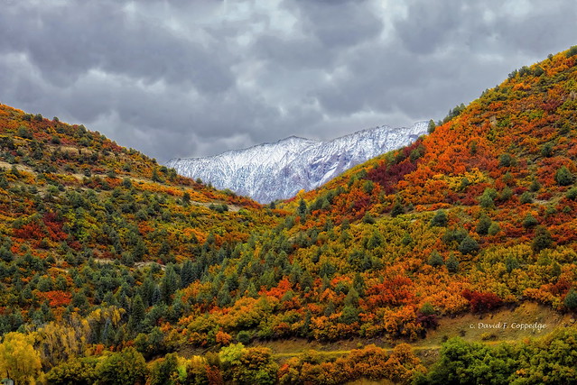 A Colorado multicolor fall