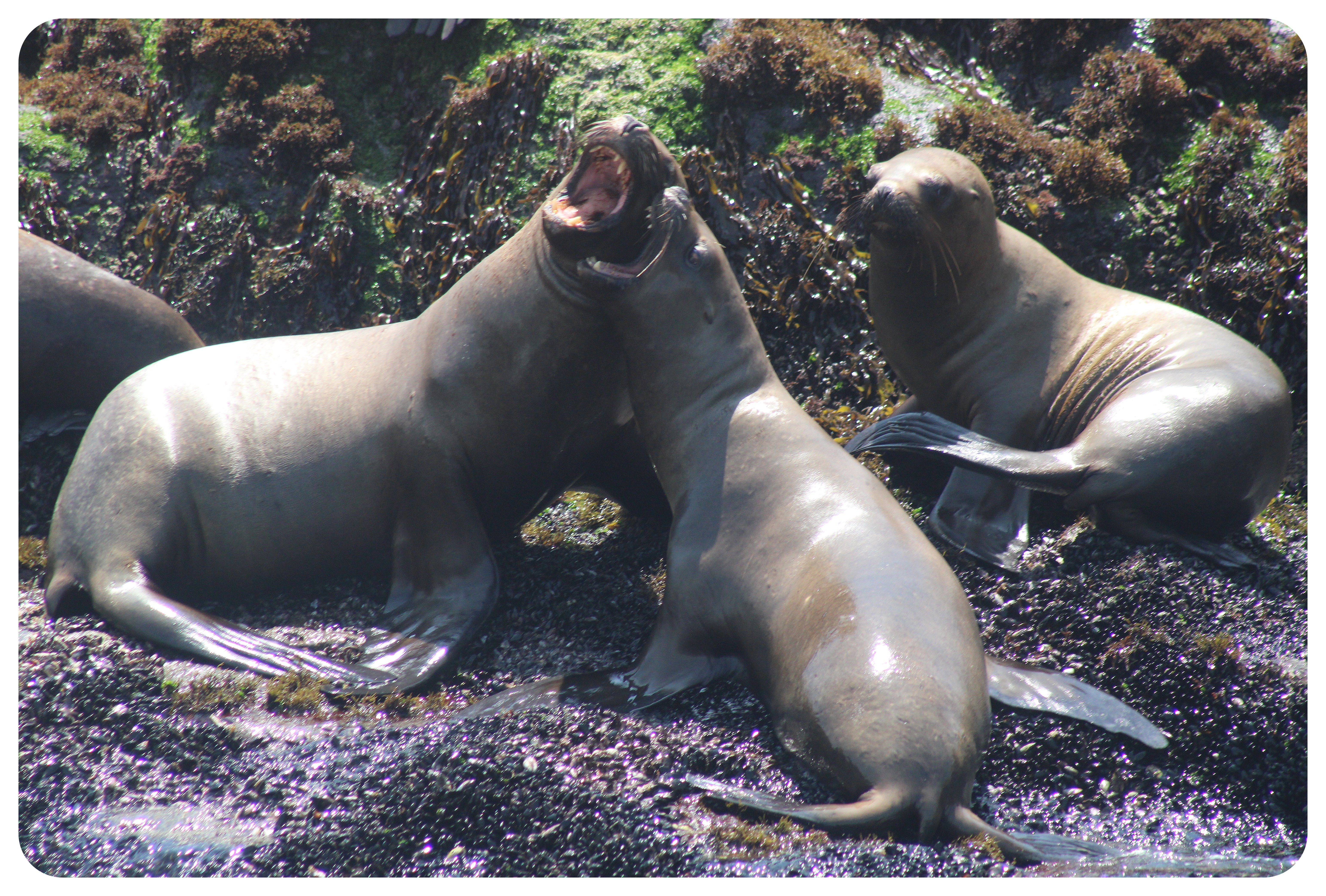 sea lions palomino island lima