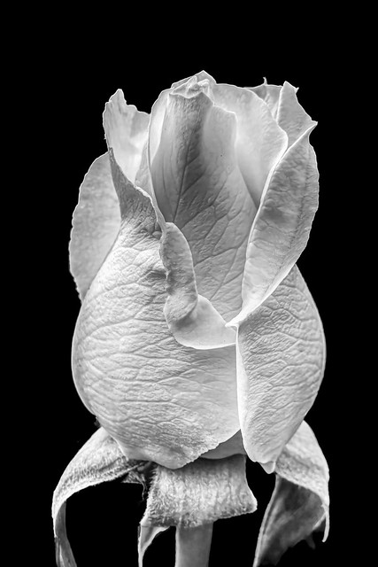 The Hidden Texture of a White Rose (B&W)=6069