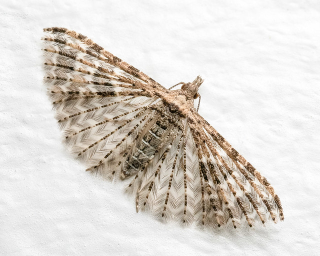 Montana six-plume moth