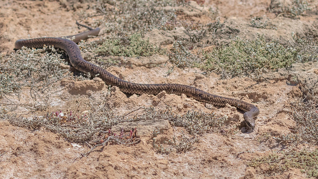 Peninsula Brown Snake (Pseudonaja inframacula) at Pondalowie Bay - Innes National Park, Yorke Peninsula, South Australia