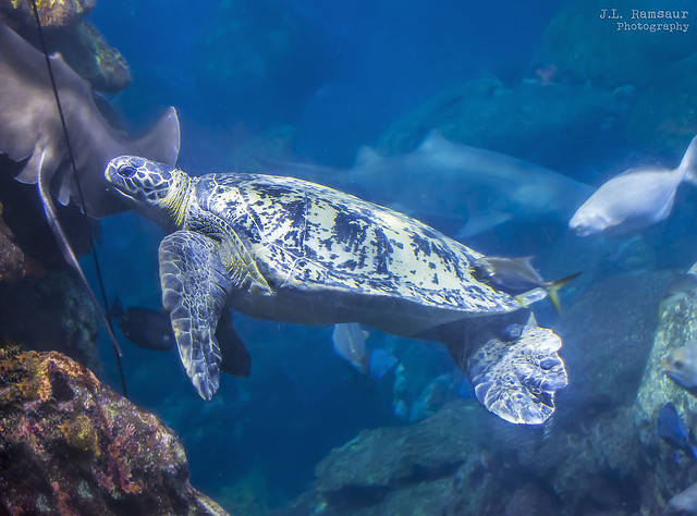 Green Sea Turtle (Chelonia mydas) - Tennessee Aquarium - Chattanooga, Tennessee