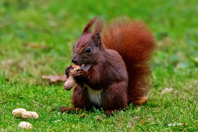 Eichhörnchen - red squirrel (Sciurus vulgaris)  04MB4574