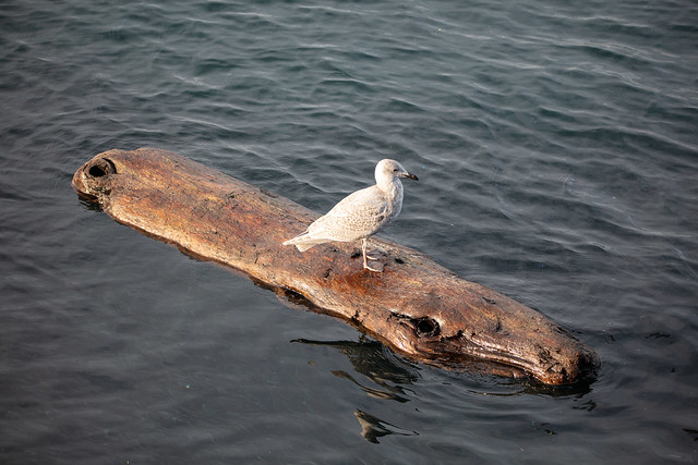 Bird on Log
