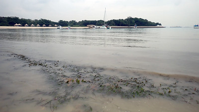 Seagrasses at Seringat-Kias lagoon, Jan 2024