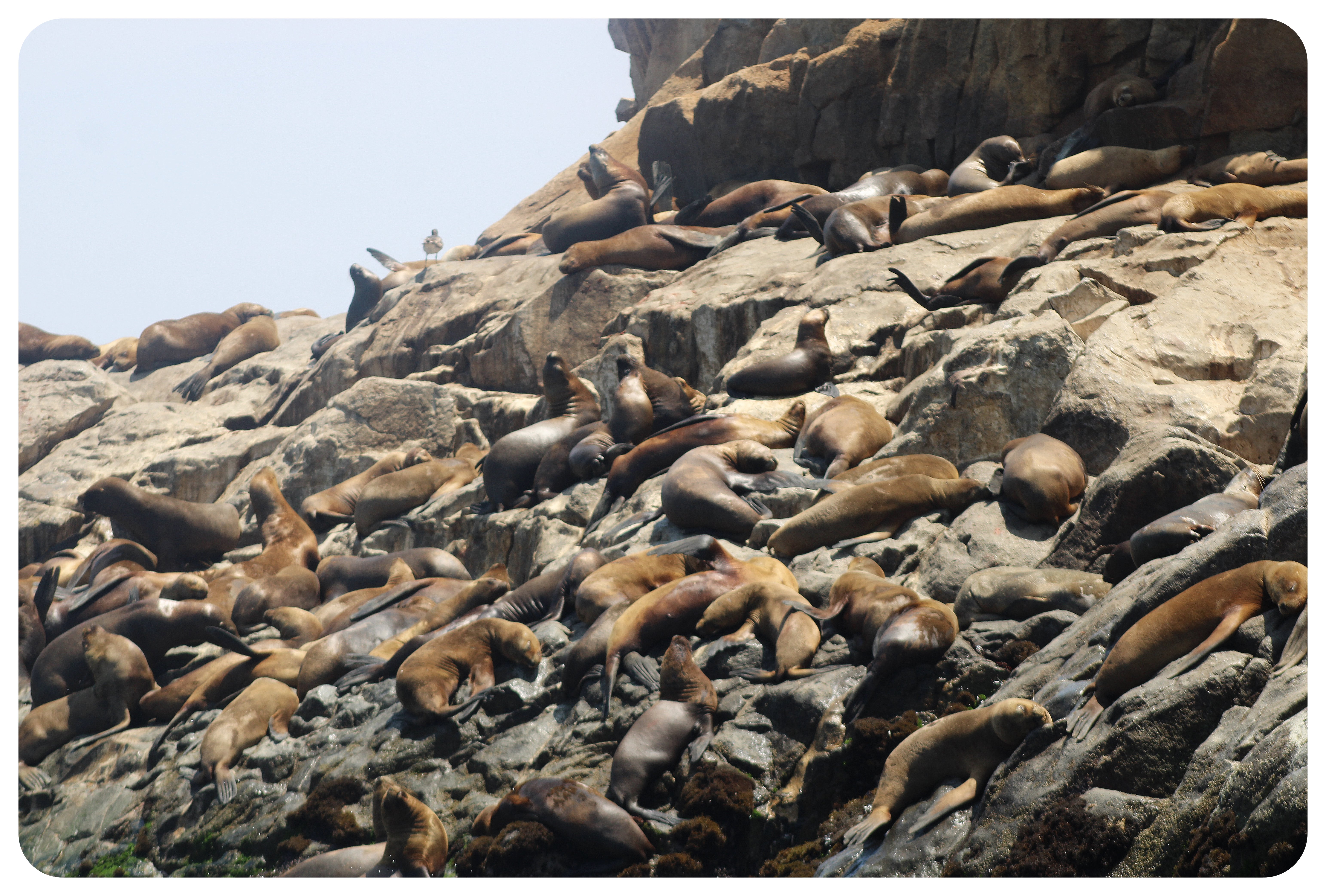 sea lions palomino island lima