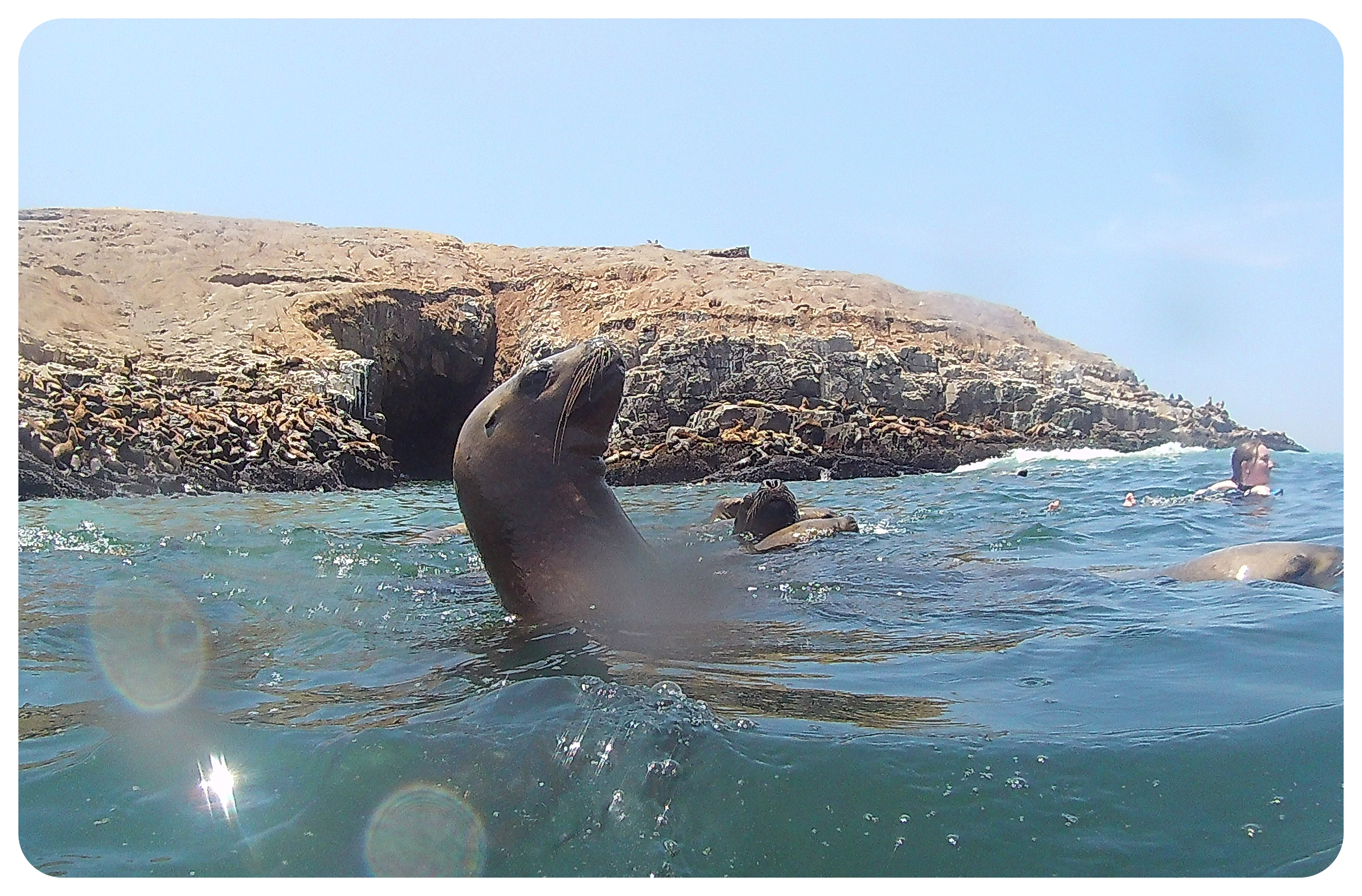 lima sea lions palomino island7
