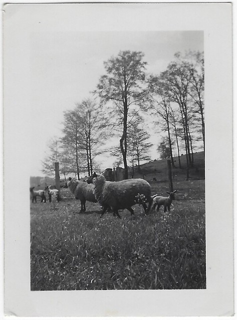 Sheep & Lambs. Photograph.