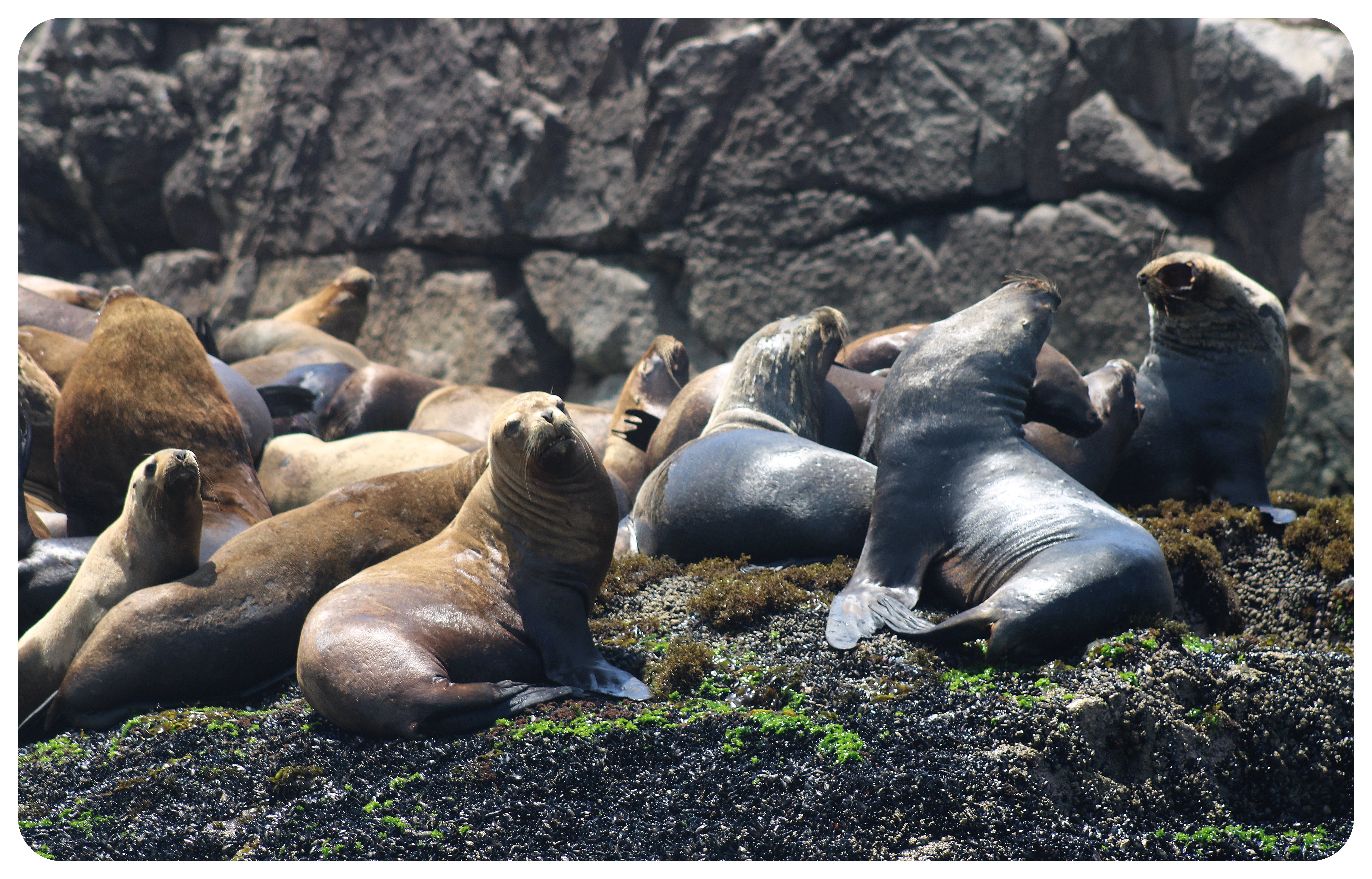 sea lions palomino island