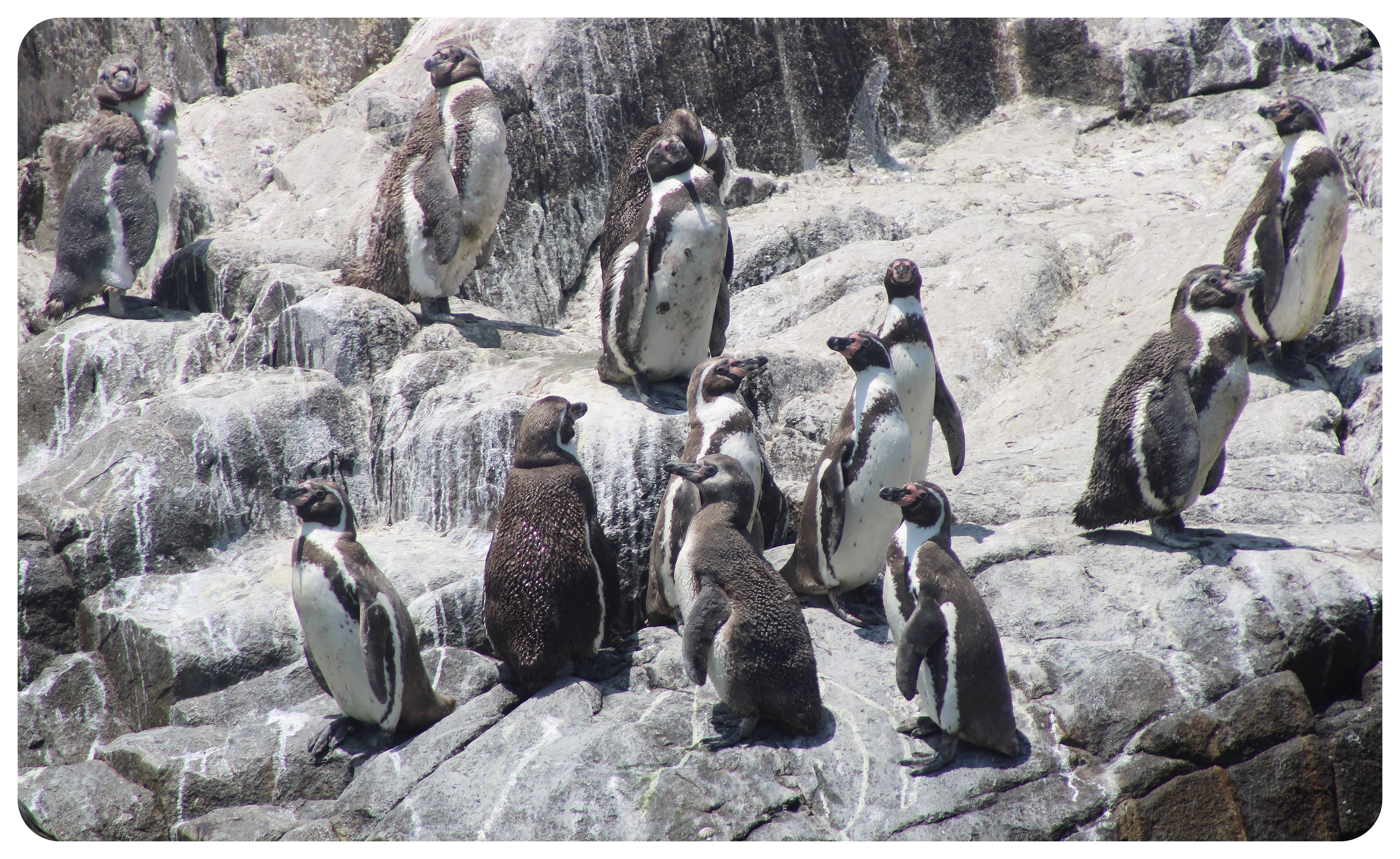 cabinzas island humboldt penguins