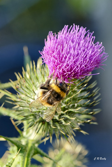Bumblebee on a thistle.