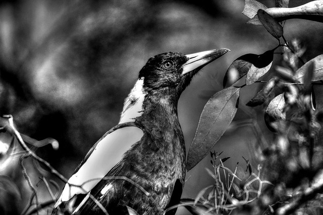 Magpie (Black & White)