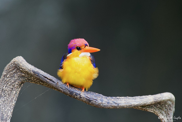 Black-backed Dwarf Kingfisher - Oriental