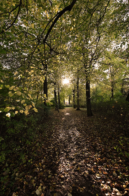 autumn avenue of light