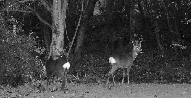 Stag and Doe in Garden 3