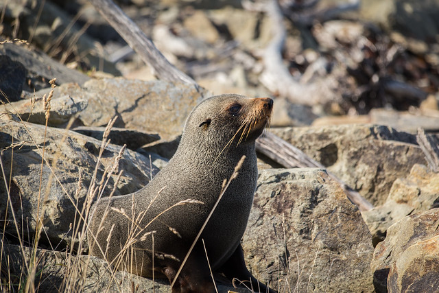 Fur Seal near Ohau Point Lookout