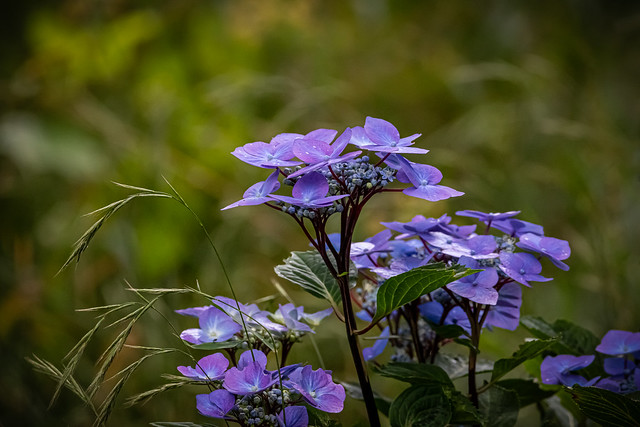 Beautiful purple and blue hues 💜 💙 💚