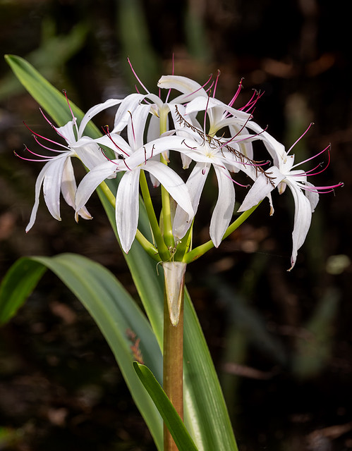 Swamp lily #2