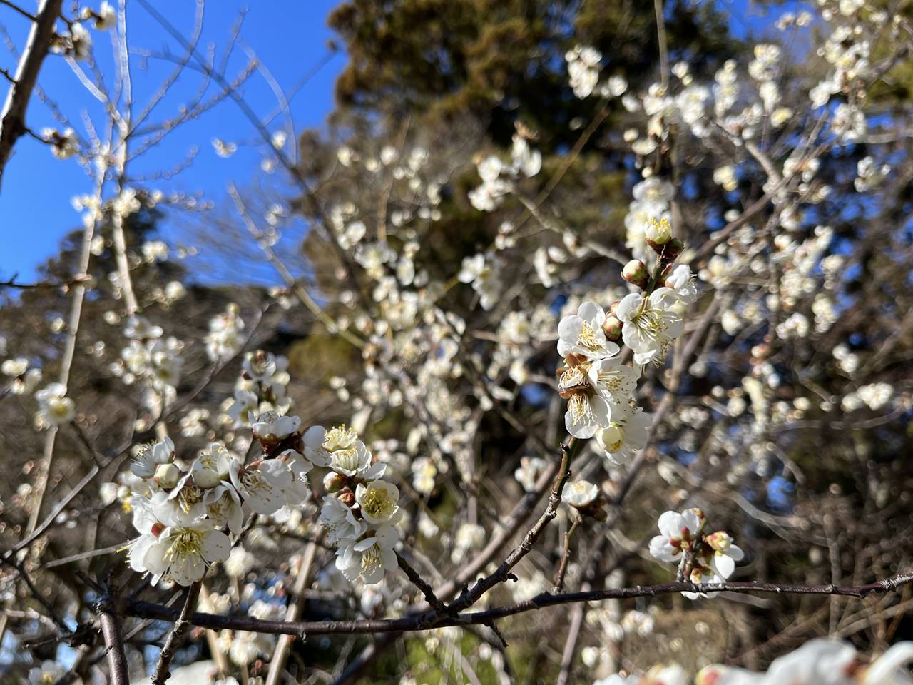 筑波山の梅の花