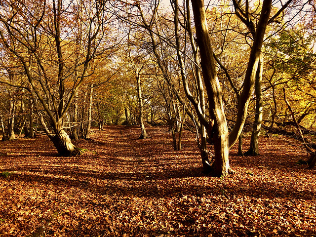 Autumn in Sparkey Wood
