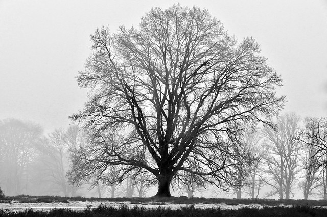 tree in winter mist – bw
