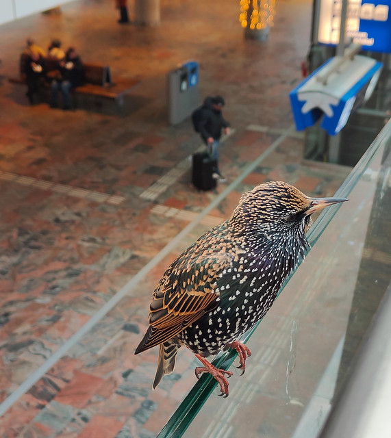 Giant starling catching a train