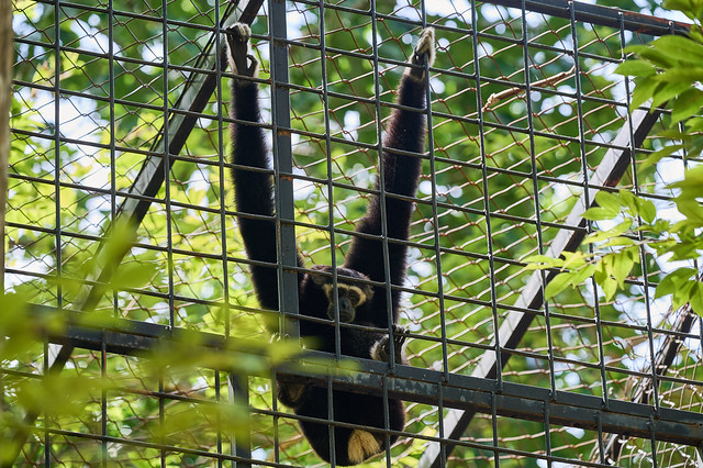 pileated gibbon