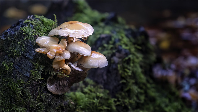 A208_Nature 5_Wild Mushrooms