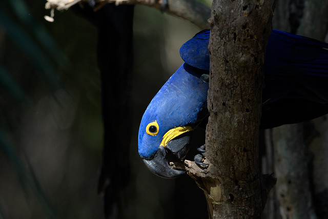 Hyacinth Macaw, Anodorhynchus hyacinthinus, Jacinto Azul, mi psitacido favorito por lejos.