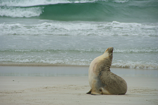 Seal Bay, Kangaroo Island (Australia)