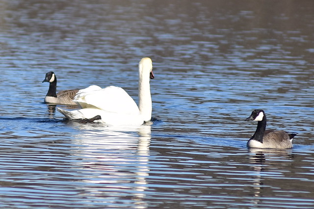 4545 Mute Swan & 2 Canada Geese in the Connetquot River.