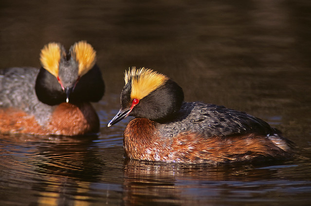 Beautiful Pair Of Horned Grebes