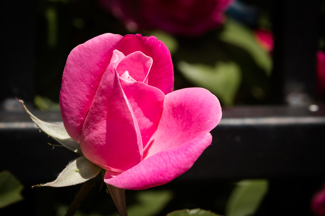 D34167E8 - Single Pink Rose