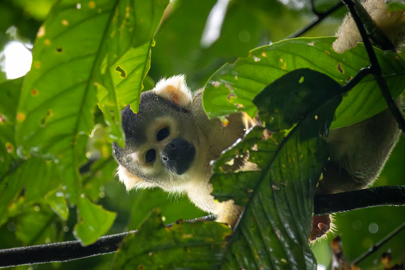 The little squirrel monkeys were fun too.