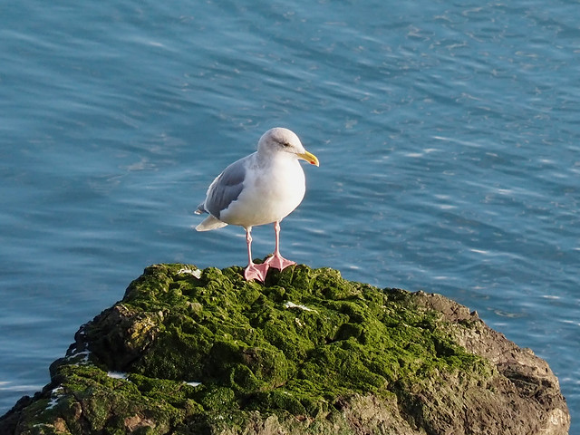 2024.01.14 - glaucous-winged gull