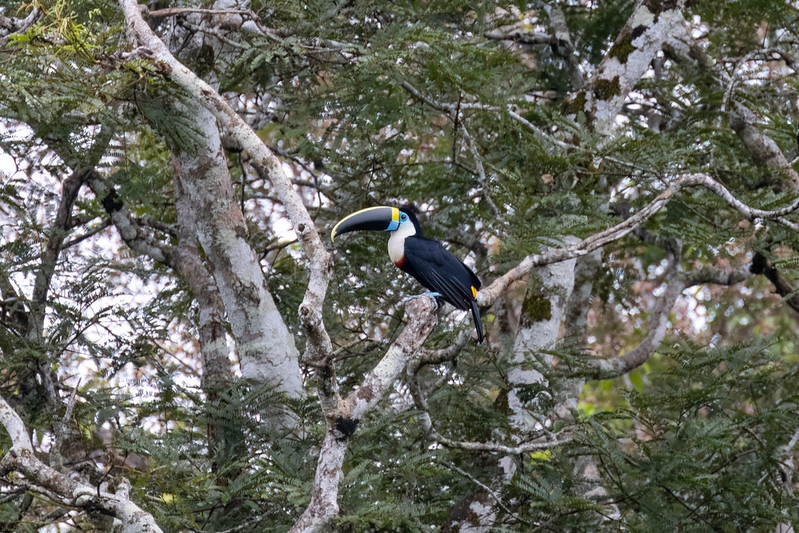 While we were waiting, a couple of white-throated toucans showed up.