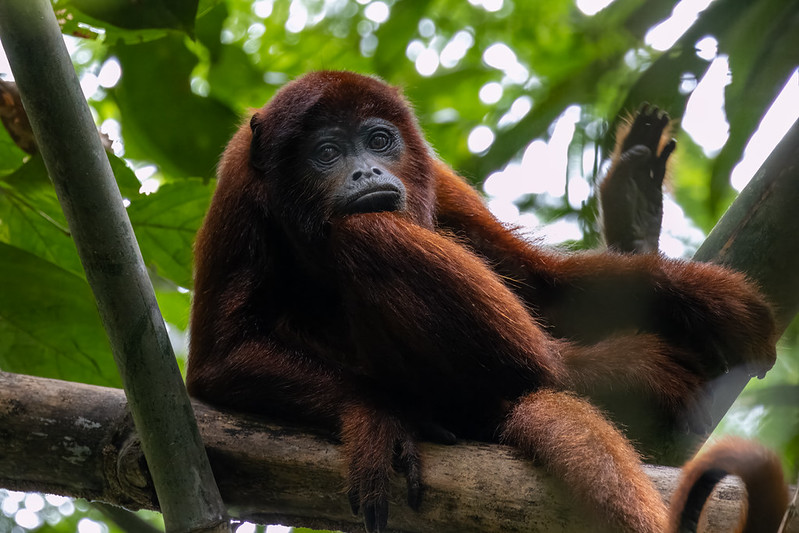And one of the more common locals - a red howler monkey