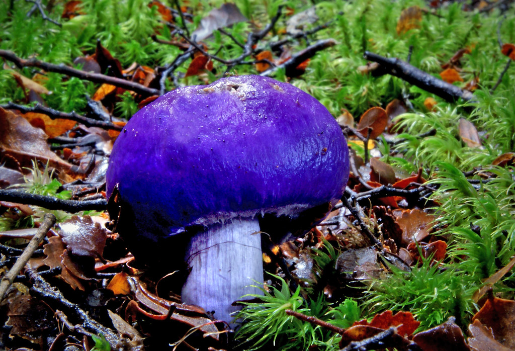 Violet pouch fungus (Cortinarius porphyroideus)
