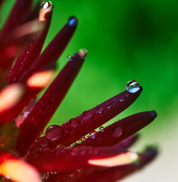 Water Drops on Aloe Flower