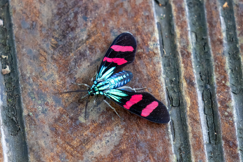 This is actually a moth!