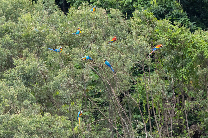It isn't long before we come across some macaws.