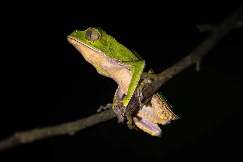 A monkey frog. This is quite a small one, similar to our tree frogs, but they get to the size of a large rat.