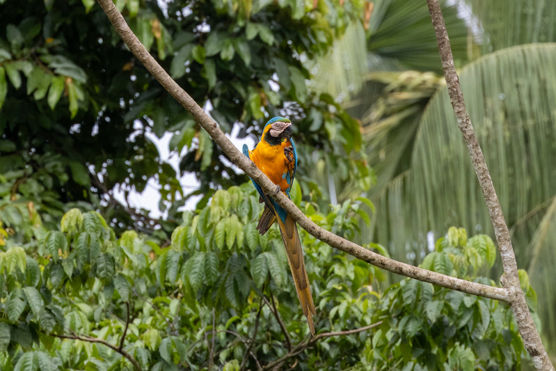 There were still some blue-and-yellow macaws around. This one was eating mud.