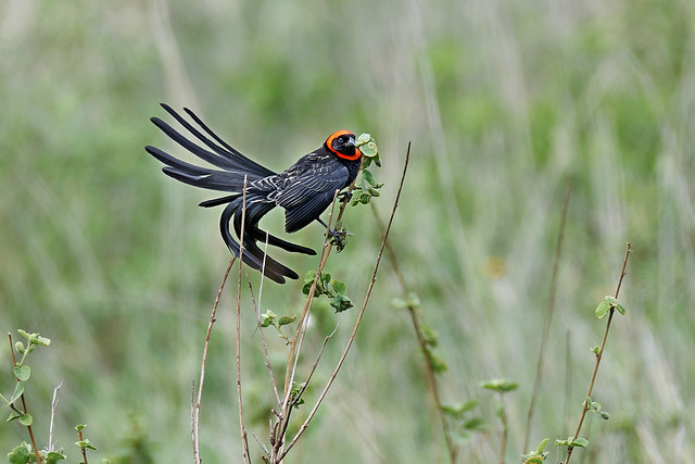 Red-cowled Widowbird // Bispo-de-capuz-vermelho