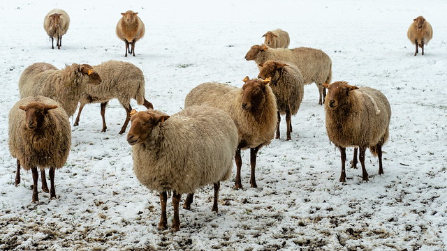 Attente schapen