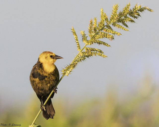 Yellow-hooded Blackbird - Chrysomus icterocephalus - Gulhettetrupial